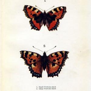 Butterflies and moths,.London & Edinburgh,T.C. & E.C. Jack[1910]. | Butterflies Moths "Cornell University Library" | Vintage Print Reproduction 451788 Cheap Sale The Cheapest