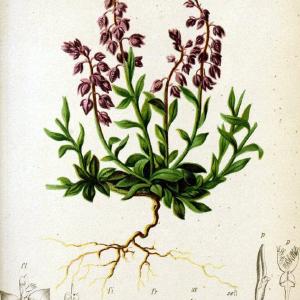 Atlas der Alpenflora. v.1.Wien :Eigenthum und Verlag des Deutschen und Oesterr. Alpenvereins,1882. |  | Vintage Print Reproduction 459453 Free Shipping Wholesale Pice