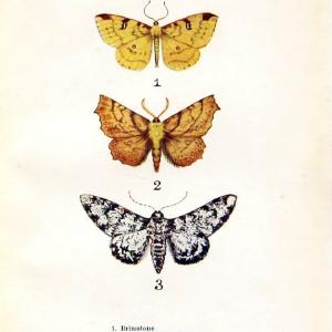 Butterflies and moths,.London & Edinburgh,T.C. & E.C. Jack[1910]. | Butterflies Moths "Cornell University Library" | Vintage Print Reproduction 450127 Cheap Usa Stockist