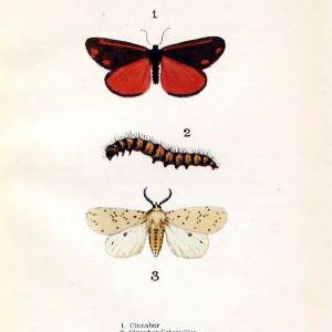 Butterflies and moths,.London & Edinburgh,T.C. & E.C. Jack[1910]. | Butterflies Moths "Cornell University Library" | Vintage Print Reproduction 450424 How Much Cheap Online
