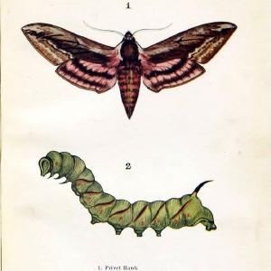 Butterflies and moths,.London & Edinburgh,T.C. & E.C. Jack[1910]. | Butterflies Moths "Cornell University Library" | Vintage Print Reproduction 452264 Free Shipping Eastbay