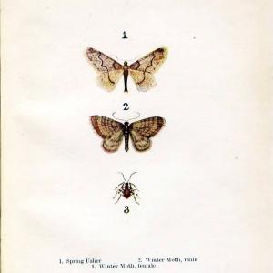 Butterflies and moths,.London & Edinburgh,T.C. & E.C. Jack[1910]. | Butterflies Moths "Cornell University Library" | Vintage Print Reproduction 448665 Clearance Factory Outlet