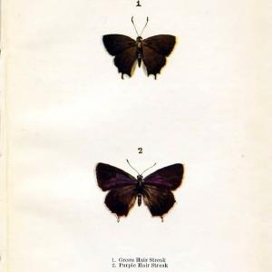 Butterflies and moths,.London & Edinburgh,T.C. & E.C. Jack[1910]. | Butterflies Moths "Cornell University Library" | Vintage Print Reproduction 453371 Buy Authentic Online