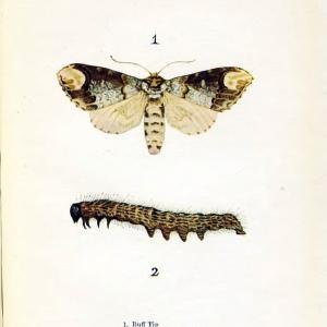 Butterflies and moths,.London & Edinburgh,T.C. & E.C. Jack[1910]. | Butterflies Moths "Cornell University Library" | Vintage Print Reproduction 447570 Latest Sale Online