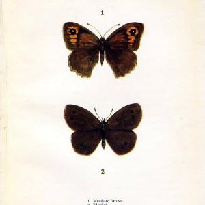 Butterflies and moths,.London & Edinburgh,T.C. & E.C. Jack[1910]. | Butterflies Moths "Cornell University Library" | Vintage Print Reproduction 453836 Discount Brand New Unisex