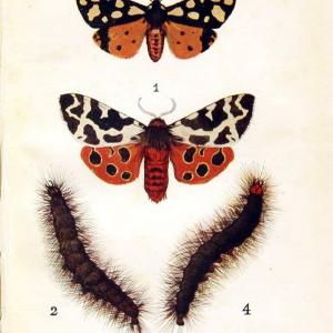 Butterflies and moths,.London & Edinburgh,T.C. & E.C. Jack[1910]. | Butterflies Moths "Cornell University Library" | Vintage Print Reproduction 446976 Shop For