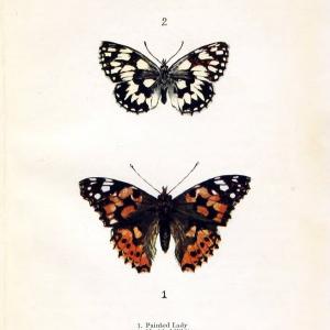 Butterflies and moths,.London & Edinburgh,T.C. & E.C. Jack[1910]. | Butterflies Moths "Cornell University Library" | Vintage Print Reproduction 450152 2025 Cheap Pice