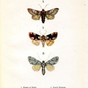 Butterflies and moths,.London & Edinburgh,T.C. & E.C. Jack[1910]. | Butterflies Moths "Cornell University Library" | Vintage Print Reproduction 447145 Cheap Outlet Store