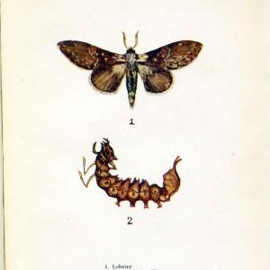 Butterflies and moths,.London & Edinburgh,T.C. & E.C. Jack[1910]. | Butterflies Moths "Cornell University Library" | Vintage Print Reproduction 449545 Discount For Nice