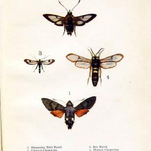 Butterflies and moths,.London & Edinburgh,T.C. & E.C. Jack[1910]. | Butterflies Moths "Cornell University Library" | Vintage Print Reproduction 447319 Cheap Sale Cost