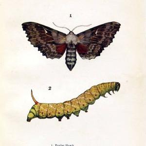 Butterflies and moths,.London & Edinburgh,T.C. & E.C. Jack[1910]. | Butterflies Moths "Cornell University Library" | Vintage Print Reproduction 452875 Clearance Store For Sale