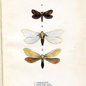 Butterflies and moths,.London & Edinburgh,T.C. & E.C. Jack[1910]. | Butterflies Moths "Cornell University Library" | Vintage Print Reproduction 449164 Pre Order For Sale