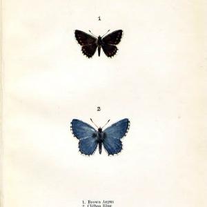 Butterflies and moths,.London & Edinburgh,T.C. & E.C. Jack[1910]. | Butterflies Moths "Cornell University Library" | Vintage Print Reproduction 451994 Cheap Sale Low Pice Fee Shipping