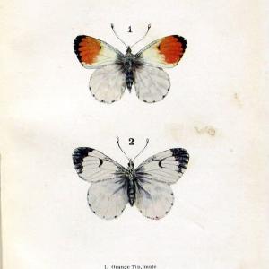 Butterflies and moths,.London & Edinburgh,T.C. & E.C. Jack[1910]. | Butterflies Moths "Cornell University Library" | Vintage Print Reproduction 451729 Free Shipping Wiki
