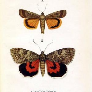 Butterflies and moths,.London & Edinburgh,T.C. & E.C. Jack[1910]. | Butterflies Moths "Cornell University Library" | Vintage Print Reproduction 450124 Best Store To Get Sale Online