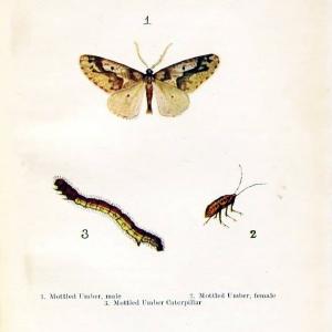 Butterflies and moths,.London & Edinburgh,T.C. & E.C. Jack[1910]. | Butterflies Moths "Cornell University Library" | Vintage Print Reproduction 446895 Amazing Pice Cheap Online