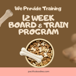 12 Week B&T For Sale Cheap Pice From China