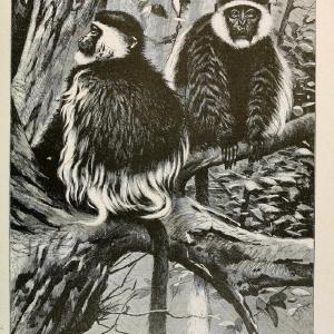 Brehm's Life of animals : Volume 1, MammaliaChicago :Marquis,1895. | "Animal behavior" Mammals  | Vintage Print Reproduction 463301 Outlet 100% Authentic