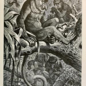 Brehm's Life of animals : Volume 1, MammaliaChicago :Marquis,1895. | "Animal behavior" Mammals  | Vintage Print Reproduction 463299 Free Shipping Good Selling