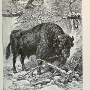 Brehm's Life of animals : Volume 1, MammaliaChicago :Marquis,1895. | "Animal behavior" Mammals  | Vintage Print Reproduction 463302 Cheapest Pice