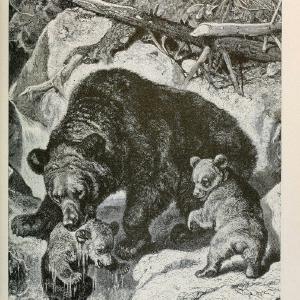 Brehm's Life of animals : Volume 1, MammaliaChicago :Marquis,1895. | "Animal behavior" Mammals  | Vintage Print Reproduction 463262 Best Place To Buy Online