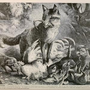 Brehm's Life of animals : Volume 1, MammaliaChicago :Marquis,1895. | "Animal behavior" Mammals  | Vintage Print Reproduction 463259 Countdown Package Cheap Online