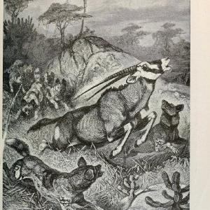 Brehm's Life of animals : Volume 1, MammaliaChicago :Marquis,1895. | "Animal behavior" Mammals  | Vintage Print Reproduction 463306 Wide Range Of Cheap Online
