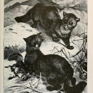 Brehm's Life of animals : Volume 1, MammaliaChicago :Marquis,1895. | "Animal behavior" Mammals  | Vintage Print Reproduction 463247 Wiki Sale Online