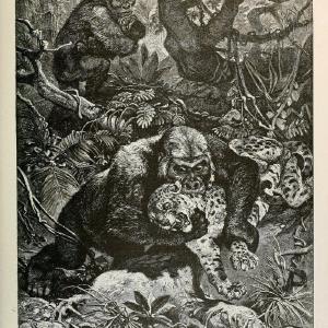 Brehm's Life of animals : Volume 1, MammaliaChicago :Marquis,1895. | "Animal behavior" Mammals  | Vintage Print Reproduction 463258 Buy Cheap Official Site