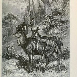 Brehm's Life of animals : Volume 1, MammaliaChicago :Marquis,1895. | "Animal behavior" Mammals  | Vintage Print Reproduction 463307 Outlet Release Dates