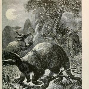 Brehm's Life of animals : Volume 1, MammaliaChicago :Marquis,1895. | "Animal behavior" Mammals  | Vintage Print Reproduction 463289 Sale Low Cost