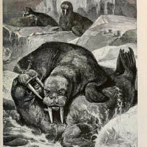 Brehm's Life of animals : Volume 1, MammaliaChicago :Marquis,1895. | "Animal behavior" Mammals  | Vintage Print Reproduction 463272 Buy Cheap Tumblr