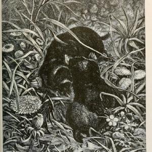 Brehm's Life of animals : Volume 1, MammaliaChicago :Marquis,1895. | "Animal behavior" Mammals  | Vintage Print Reproduction 463277 Best Store To Get Sale Online