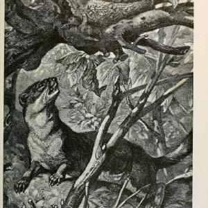 Brehm's Life of animals : Volume 1, MammaliaChicago :Marquis,1895. | "Animal behavior" Mammals  | Vintage Print Reproduction 463249 Fashionable Sale Online