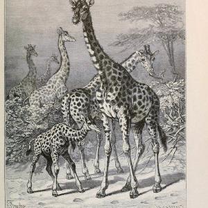 Brehm's Life of animals : Volume 1, MammaliaChicago :Marquis,1895. | "Animal behavior" Mammals  | Vintage Print Reproduction 463296 Buy Cheap Inexpensive