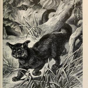 Brehm's Life of animals : Volume 1, MammaliaChicago :Marquis,1895. | "Animal behavior" Mammals  | Vintage Print Reproduction 463269 Sale In China