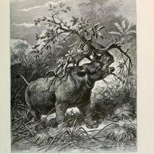 Brehm's Life of animals : Volume 1, MammaliaChicago :Marquis,1895. | "Animal behavior" Mammals  | Vintage Print Reproduction 463295 Discount Cheap Online