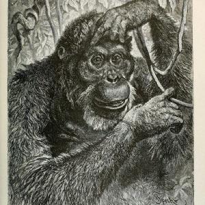 Brehm's Life of animals : Volume 1, MammaliaChicago :Marquis,1895. | "Animal behavior" Mammals  | Vintage Print Reproduction 463264 Free Shipping Original