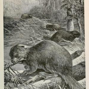 Brehm's Life of animals : Volume 1, MammaliaChicago :Marquis,1895. | "Animal behavior" Mammals  | Vintage Print Reproduction 463282 Amazon Cheap Online