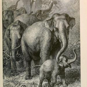 Brehm's Life of animals : Volume 1, MammaliaChicago :Marquis,1895. | "Animal behavior" Mammals  | Vintage Print Reproduction 463290 Visit Cheap Pice