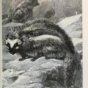 Brehm's Life of animals : Volume 1, MammaliaChicago :Marquis,1895. | "Animal behavior" Mammals  | Vintage Print Reproduction 463279 Cheapest For Sale