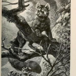 Brehm's Life of animals : Volume 1, MammaliaChicago :Marquis,1895. | "Animal behavior" Mammals  | Vintage Print Reproduction 463268 Sast For Sale