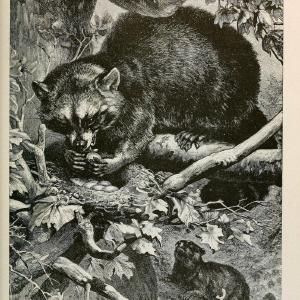 Brehm's Life of animals : Volume 1, MammaliaChicago :Marquis,1895. | "Animal behavior" Mammals  | Vintage Print Reproduction 463270 Original Cheap Online