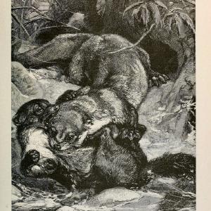 Brehm's Life of animals : Volume 1, MammaliaChicago :Marquis,1895. | "Animal behavior" Mammals  | Vintage Print Reproduction 463252 Cheap Sale Collections