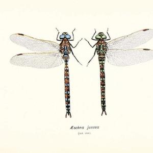 British dragonflies (Odonata)London,L.U. Gill,1900. | Dragon-flies "Great Britain" Odonata  | Vintage Print Reproduction 463723 2025 Cheap Online