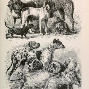 Brehm's Life of animals : Volume 1, MammaliaChicago :Marquis,1895. | "Animal behavior" Mammals  | Vintage Print Reproduction 463257 Low Pice Cheap Online