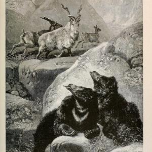 Brehm's Life of animals : Volume 1, MammaliaChicago :Marquis,1895. | "Animal behavior" Mammals  | Vintage Print Reproduction 463267 Looking For Sale Online