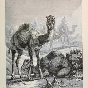 Brehm's Life of animals : Volume 1, MammaliaChicago :Marquis,1895. | "Animal behavior" Mammals  | Vintage Print Reproduction 463297 Pay With Paypal For Sale