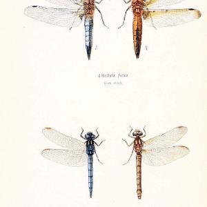 British dragonflies (Odonata)London,L.U. Gill,1900. | Dragon-flies "Great Britain" Odonata  | Vintage Print Reproduction 463713 Discount Popular