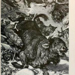 Brehm's Life of animals : Volume 1, MammaliaChicago :Marquis,1895. | "Animal behavior" Mammals  | Vintage Print Reproduction 463254 Free Shipping Footlocker Finishline